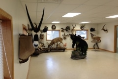 Gemsbok1