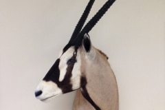 Gemsbok2