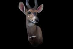 Photoroom_20260606_110813