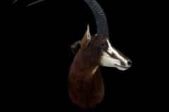 Photoroom_20260606_111601