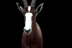 Photoroom_20260606_112426