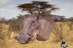mammal26