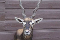 mammal28