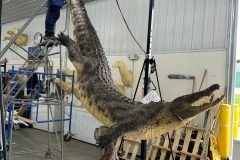 painting-croc