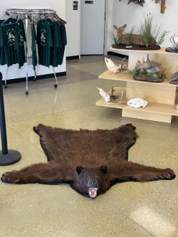 bear taxidermy lifesize, half mounts stehlings taxidermy wisconsin, black bear, Grizzly bear, brown bear mounts rugs bear hunting