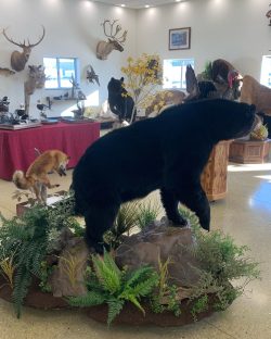 bear taxidermy lifesize, half mounts stehlings taxidermy wisconsin, black bear, Grizzly bear, brown bear mounts rugs bear hunting