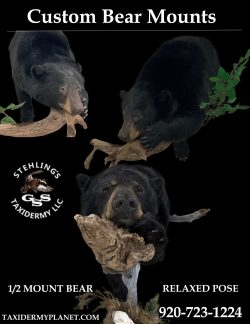 Black-Bear-Half-Mount-relaxed-pose-Flyer-stehlings-taxidermy