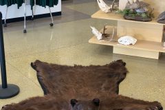 bear taxidermy lifesize, half mounts stehlings taxidermy wisconsin, black bear, Grizzly bear, brown bear mounts rugs bear hunting