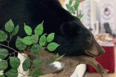 bear taxidermy lifesize, half mounts stehlings taxidermy wisconsin, black bear, Grizzly bear, brown bear mounts rugs bear hunting