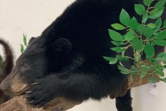 bear taxidermy lifesize, half mounts stehlings taxidermy wisconsin, black bear, Grizzly bear, brown bear mounts rugs bear hunting