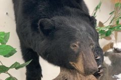 bear taxidermy lifesize, half mounts stehlings taxidermy wisconsin, black bear, Grizzly bear, brown bear mounts rugs bear hunting