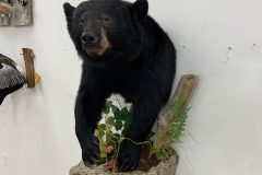 bear taxidermy lifesize, half mounts stehlings taxidermy wisconsin, black bear, Grizzly bear, brown bear mounts rugs