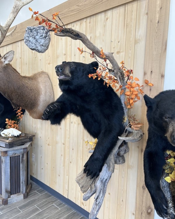 Black bear half mount reaching out with autumn bittersweet, displayed beside a whitetail mount