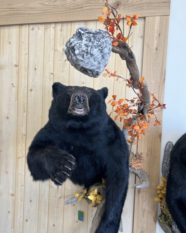 Black bear half mount facing forward with a hornet nest and orange bittersweet on a cedar wall