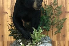 1_bear1-1