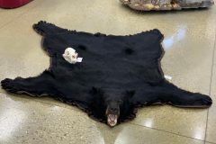 bear taxidermy lifesize, half mounts stehlings taxidermy wisconsin, black bear, Grizzly bear, brown bear mounts rugs