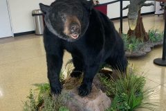 bear taxidermy lifesize, half mounts stehlings taxidermy wisconsin, black bear, Grizzly bear, brown bear mounts rugs bear hunting
