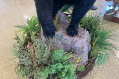 bear taxidermy lifesize, half mounts stehlings taxidermy wisconsin, black bear, Grizzly bear, brown bear mounts rugs bear hunting
