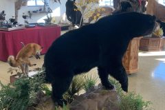 bear taxidermy lifesize, half mounts stehlings taxidermy wisconsin, black bear, Grizzly bear, brown bear mounts rugs bear hunting