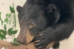 bear taxidermy lifesize, half mounts stehlings taxidermy wisconsin, black bear, Grizzly bear, brown bear mounts rugs bear hunting