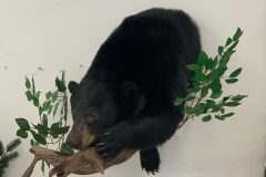 bear taxidermy lifesize, half mounts stehlings taxidermy wisconsin, black bear, Grizzly bear, brown bear mounts rugs bear hunting