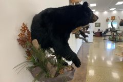 bear taxidermy lifesize, half mounts stehlings taxidermy wisconsin, black bear, Grizzly bear, brown bear mounts rugs bear hunting
