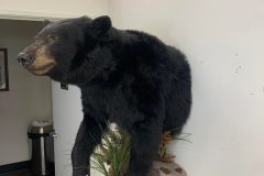 bear taxidermy lifesize, half mounts stehlings taxidermy wisconsin, black bear, Grizzly bear, brown bear mounts rugs