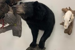 bear taxidermy lifesize, half mounts stehlings taxidermy wisconsin, black bear, Grizzly bear, brown bear mounts rugs bear hunting