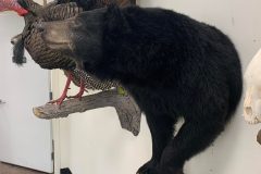 bear taxidermy lifesize, half mounts stehlings taxidermy wisconsin, black bear, Grizzly bear, brown bear mounts rugs