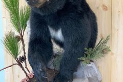 Bear-Taxidermy