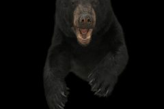 Black-Bear-Half-Mount-AGGRESSIVE-POSE-Flyer