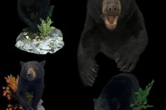Black-Bear-Half-Mount-Flyer-stehlings-taxidermy