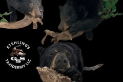 Black-Bear-Half-Mount-relaxed-pose-Flyer-stehlings-taxidermy
