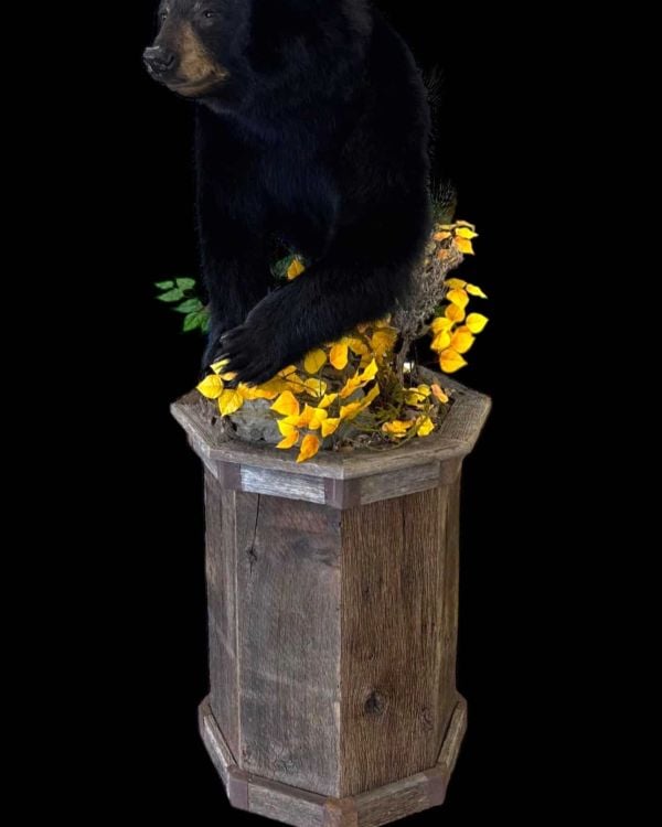 Black bear half mount on an octagonal wood pedestal with yellow wildflower habitat, cut out on black