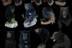 bLACK-BEAR-GROUP-New-small