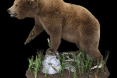 bLACK-BEAR-LIFESIZE-FLYER
