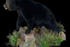 bLACK-BEAR-LIFESIZE-PANTING-FLYER