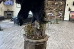 bear-hald-mount-ped