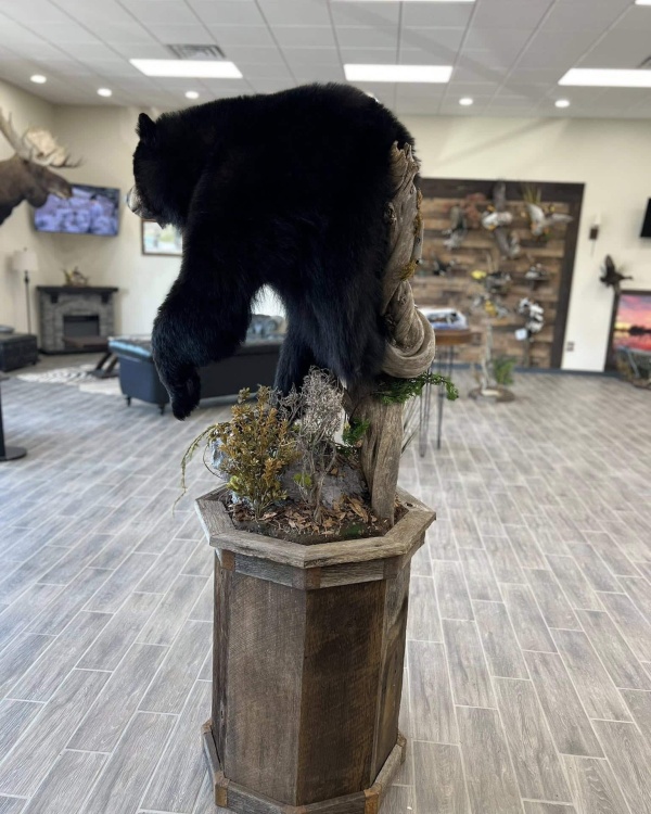 Black bear half mount on a tall octagonal pedestal with grass habitat, stone fireplace behind