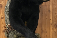 bear-half-2