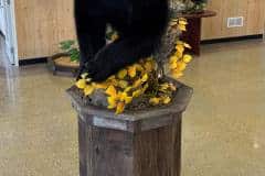 bear-half-moount-ped