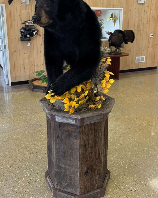 Black bear half mount on an octagonal wood pedestal with yellow aspen leaf habitat base