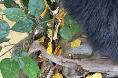 bear-half-mount-ped-1