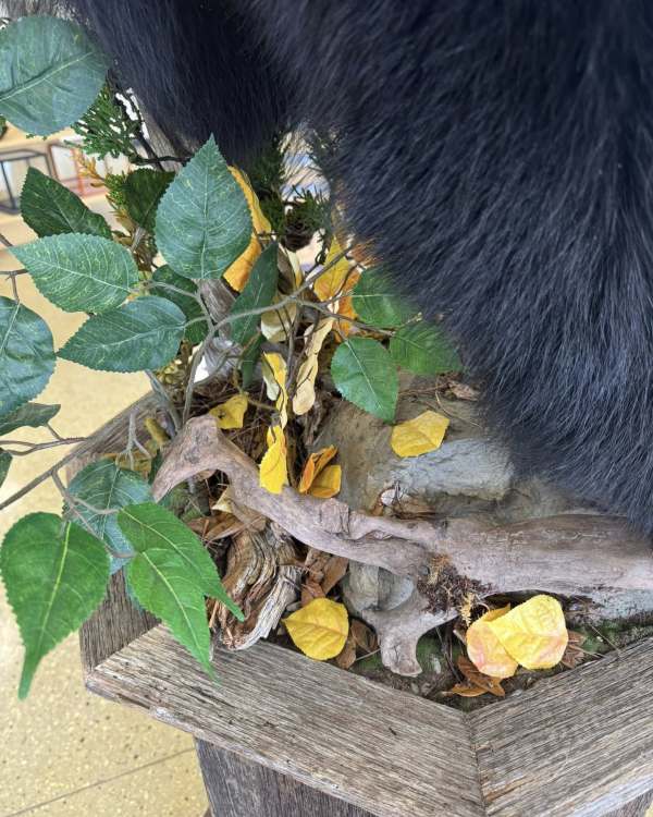 Close detail of a bear half mount pedestal base with driftwood, green and yellow leaves