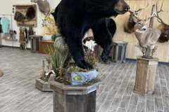 bear-half-mount-ped-3