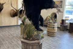 bear-half-mount-ped-4
