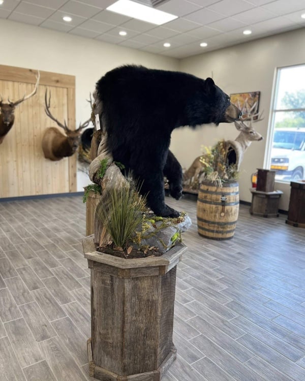 Black bear half mount on a tall wood pedestal with grass habitat in the Stehling's showroom