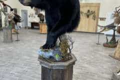 bear-half-mount-ped-5