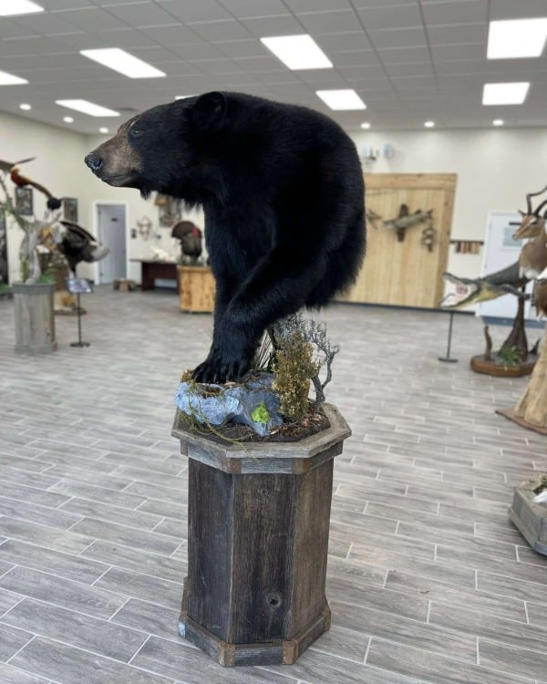 Black bear half mount on an octagonal pedestal with dried grass habitat in the showroom