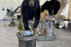bear-half-mount-ped-6